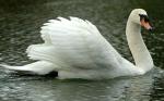 asbo_swan_1380288c